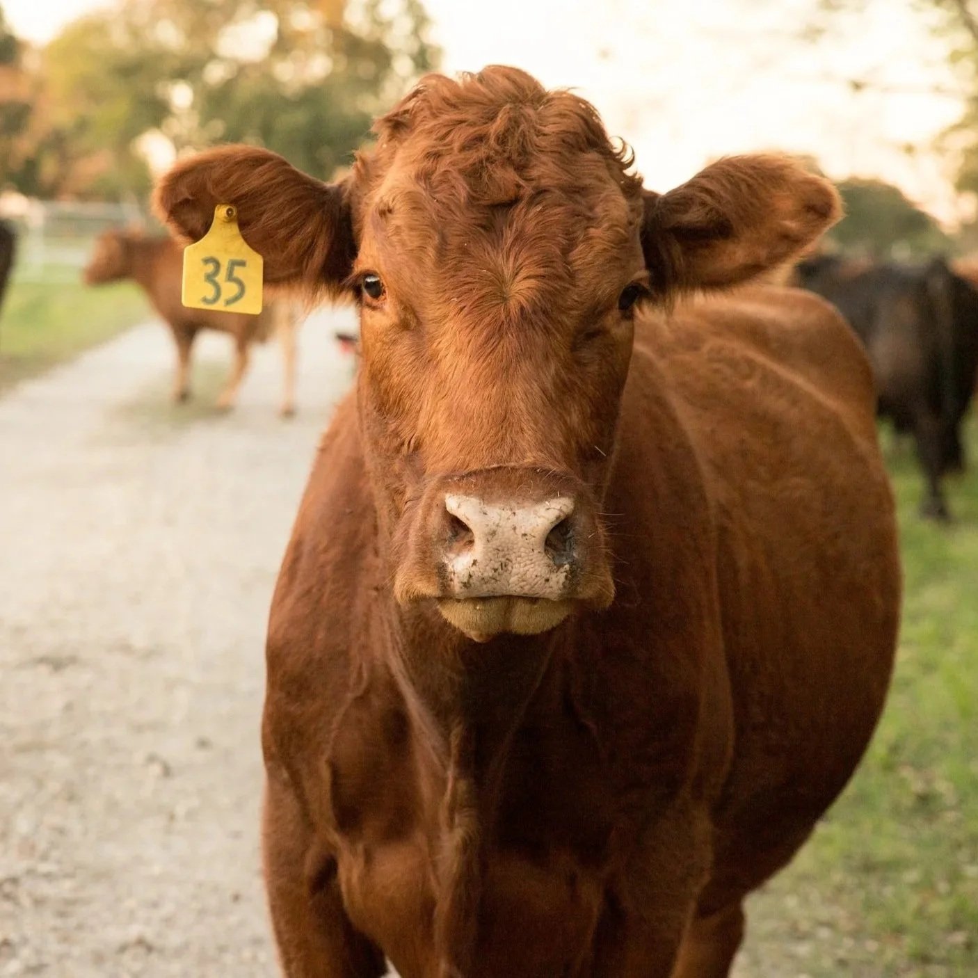 Local-Grass-Fed-Pasture-Raised-Meat
