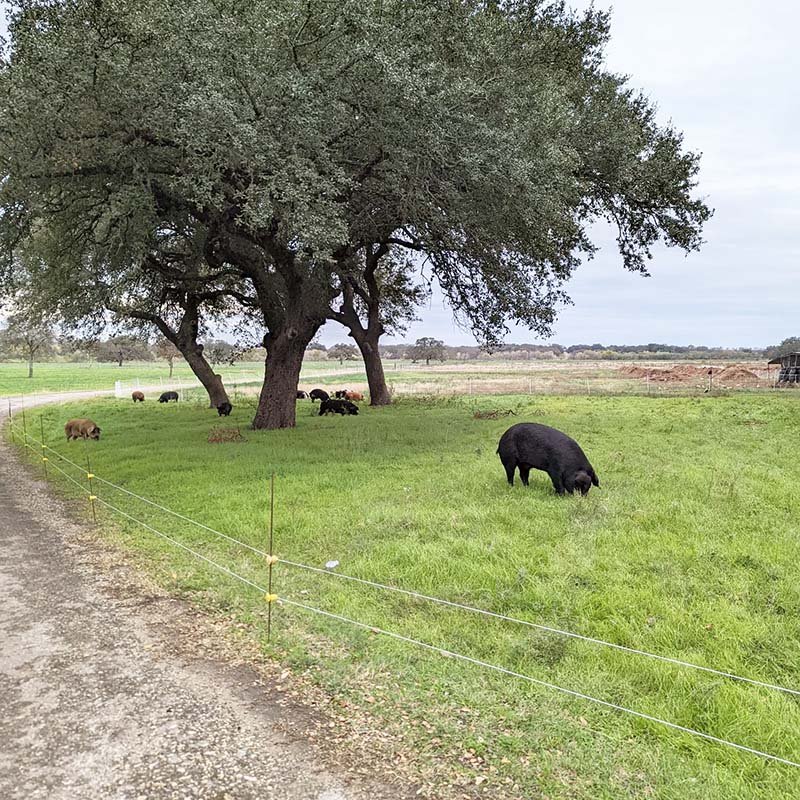 pastured-pork-south-central-texas