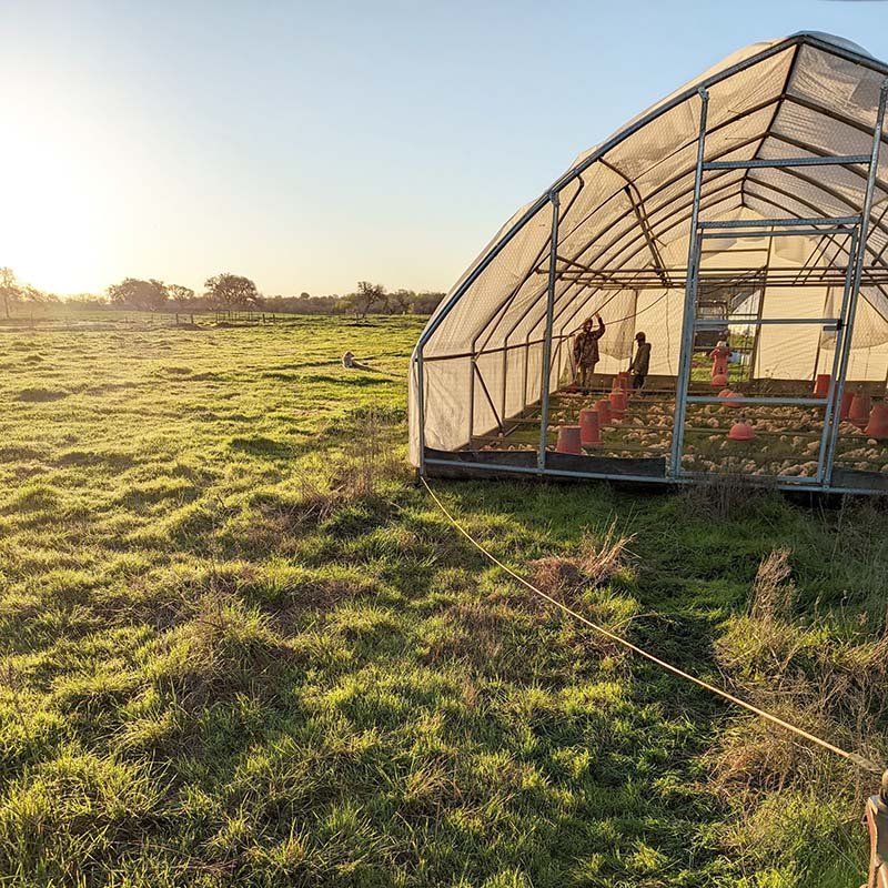 pastured-poultry-texas