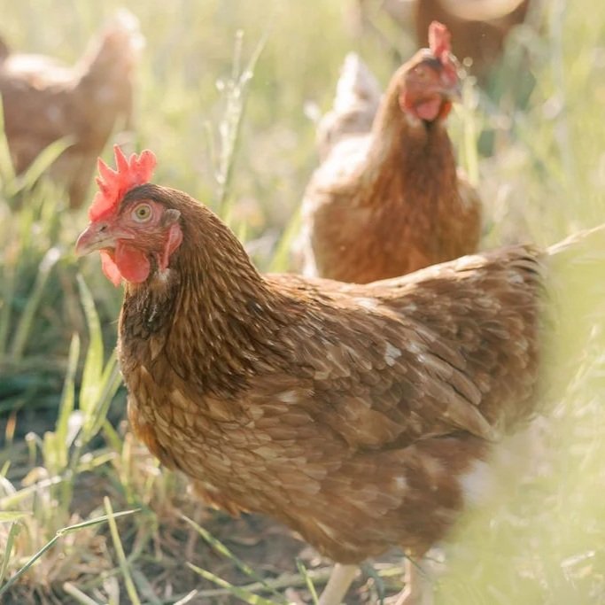 regenerative-farming-south-central-texas