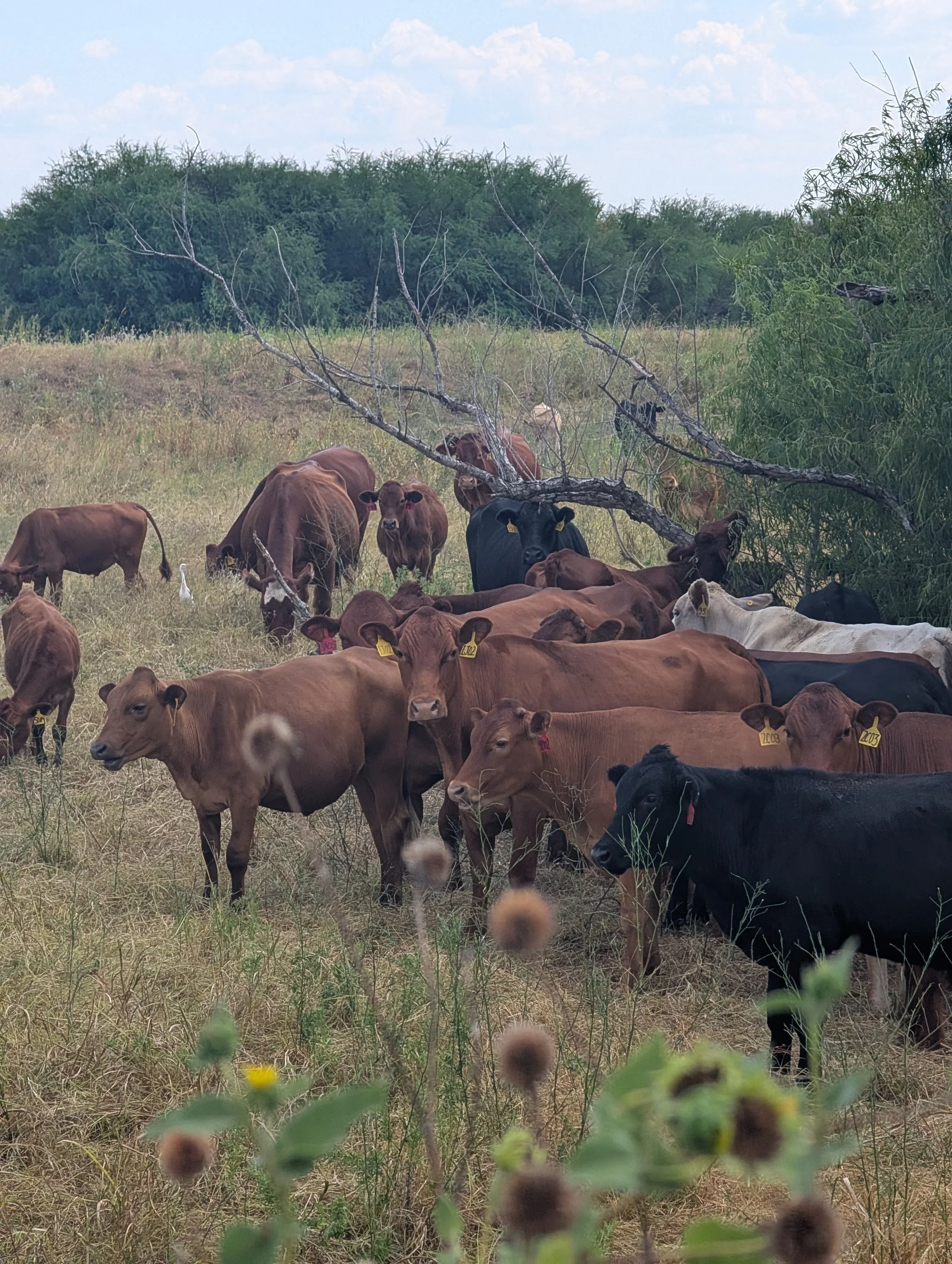  All cattle made it safely back to the home property this week-even with the wet conditions(a bit slippery going up that ramp). We use cattle haulers to get the job done quickly as we have a growing herd. Our bulls will come back to the home property soon to do their job for 30-45 days, and then they get a vacation until May. 